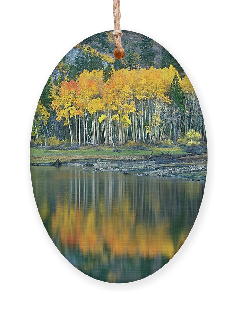 Dave Welling Ornament featuring the photograph Aspens In Fall Color Along Lundy Lake Eastern Sierras California by Dave Welling