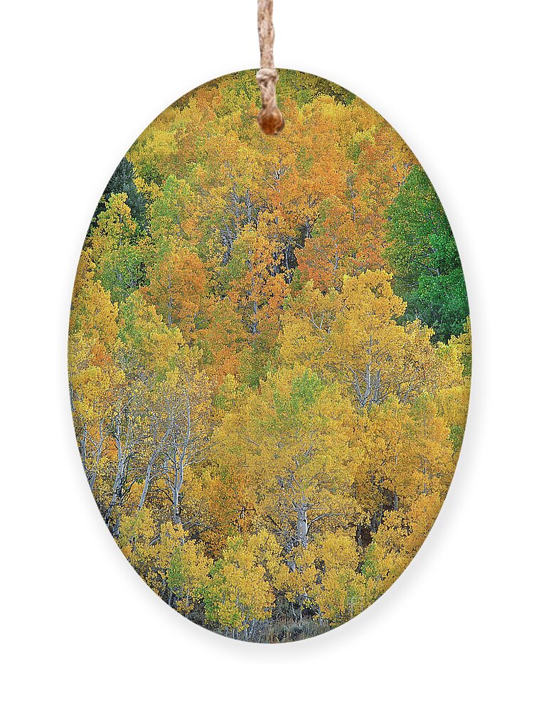 North America Ornament featuring the photograph Aspens in Fall Eastern Sierras California by Dave Welling