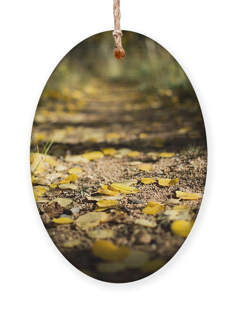 Aspen Ornament featuring the photograph Aspen leaves on trail by Stephen Holst