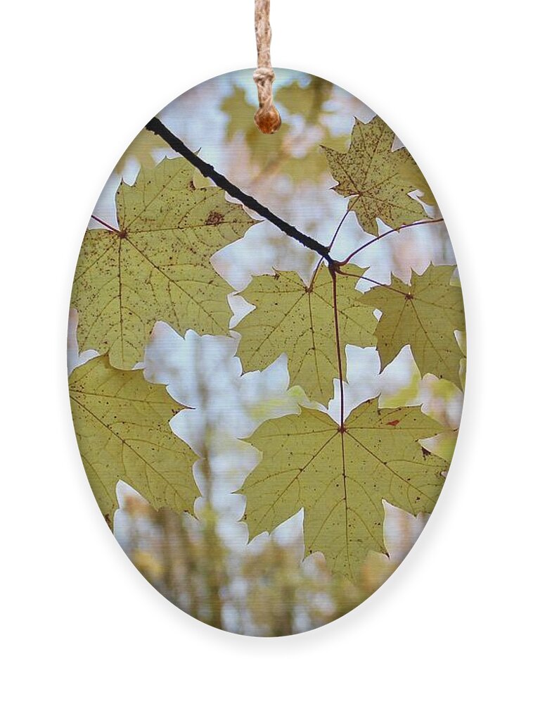 Leaves Ornament featuring the photograph Autumn Beauty by Brian Eberly