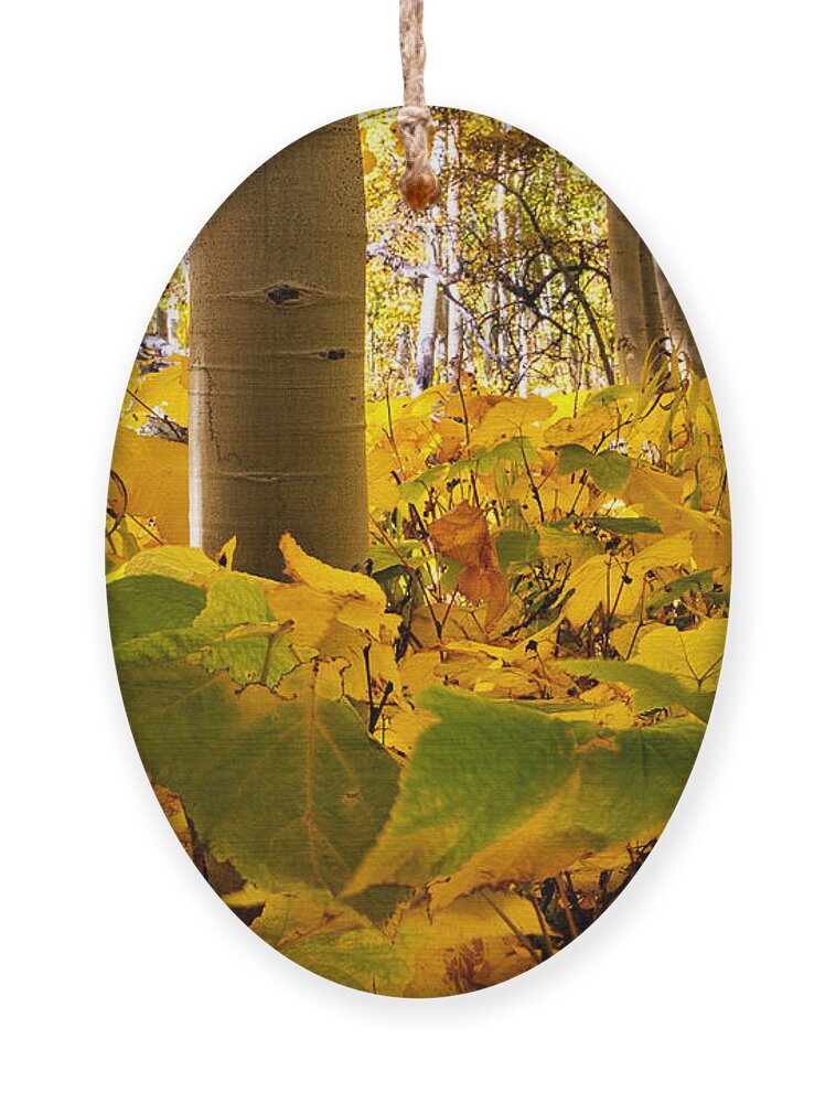 Autumn Colors Ornament featuring the photograph Autumn's Warm Embrace by Jim Garrison