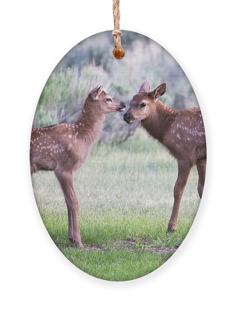 Elk Ornament featuring the photograph Baby Elk by Wesley Aston