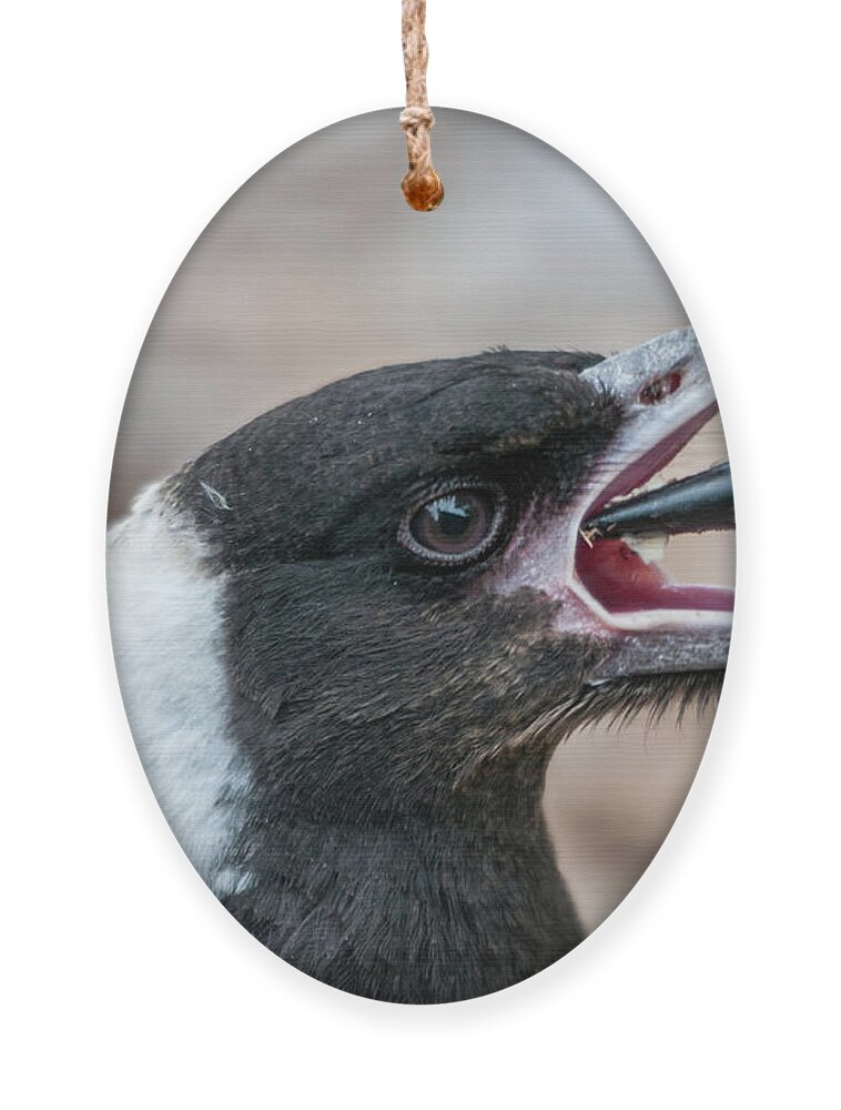 Magpie Ornament featuring the photograph Baby Magpie 2 by Werner Padarin