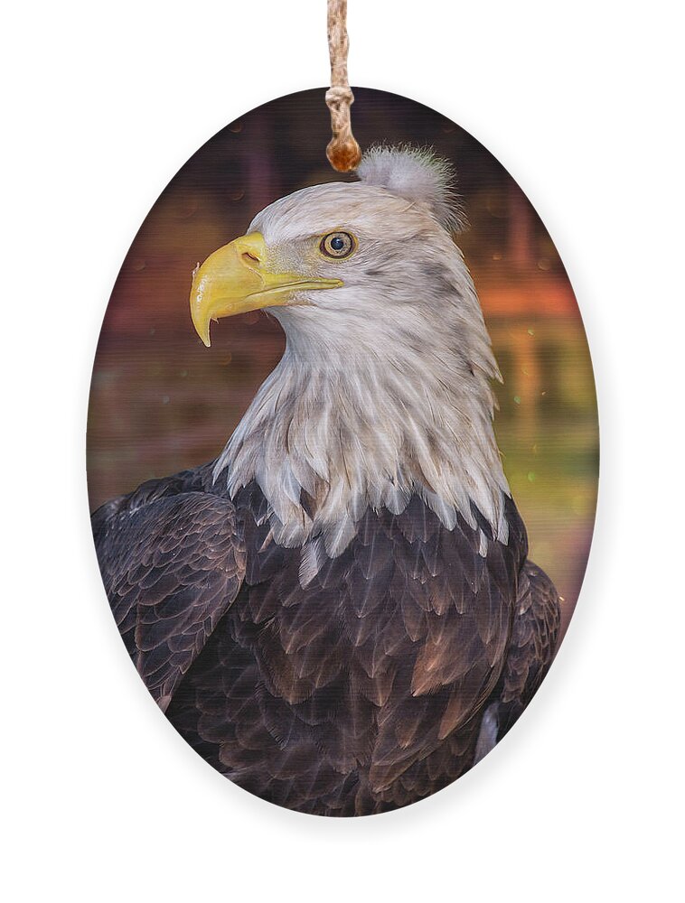 Bald Eagle Ornament featuring the photograph Bad Hair Day Bald Eagle by Bill and Linda Tiepelman