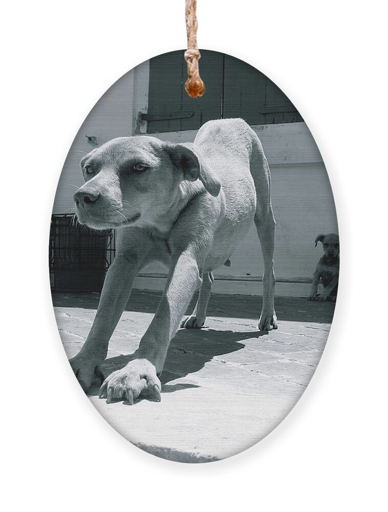 Dog Ornament featuring the photograph Bahamas Dog by Becqi Sherman