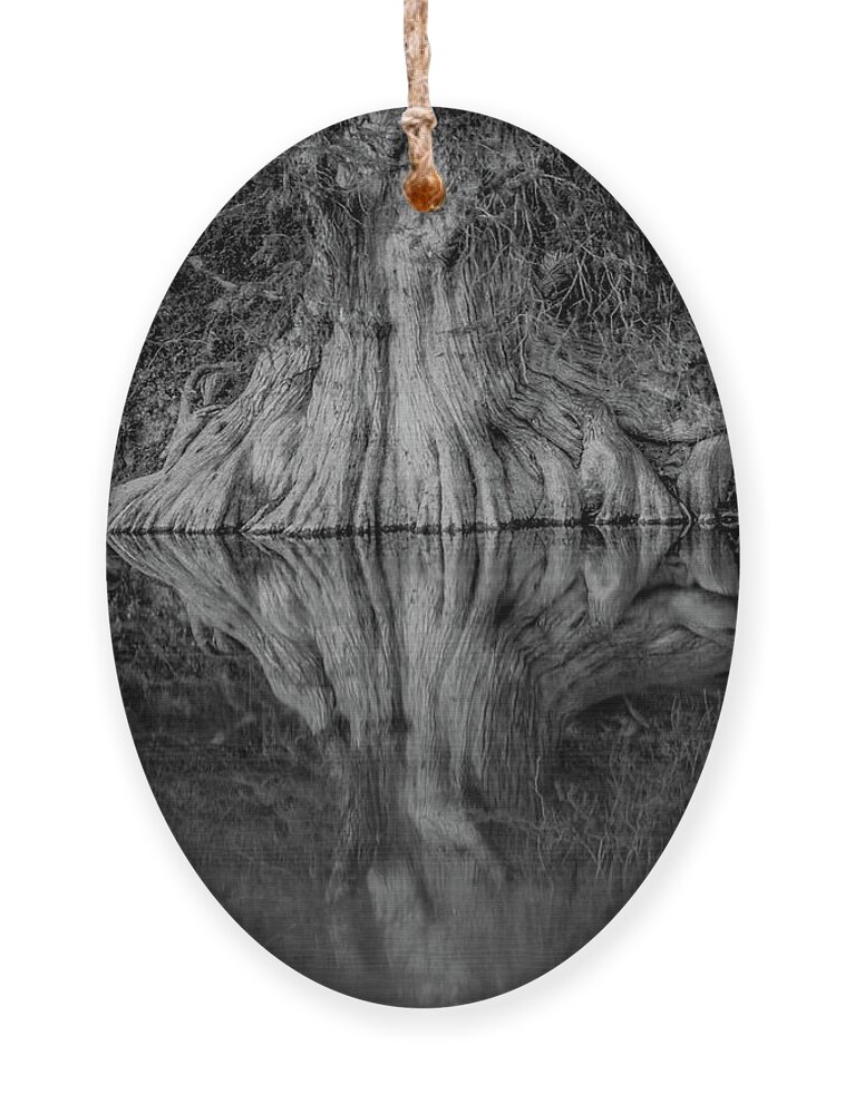 Bald Cypress Reflection In Black And White Michael Tidwell Guadalupe River Mike Tidwell Ornament featuring the photograph Bald Cypress Reflection in Black and White by Michael Tidwell