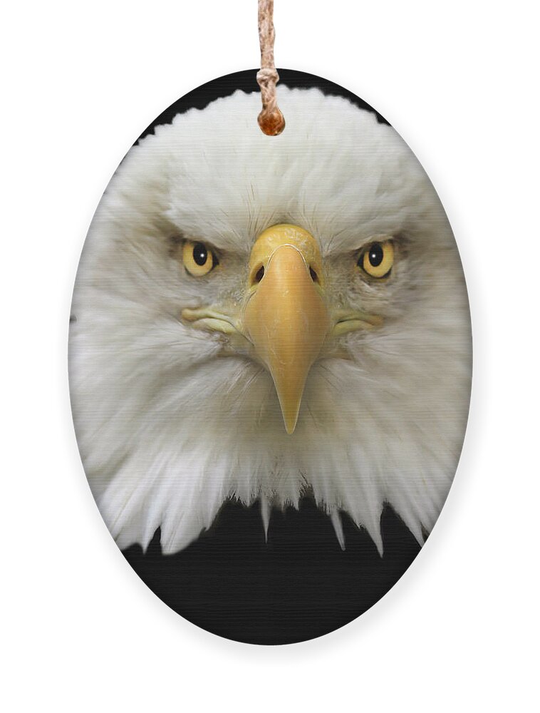 Bald Eagle Ornament featuring the photograph Bald Eagle by Shane Bechler