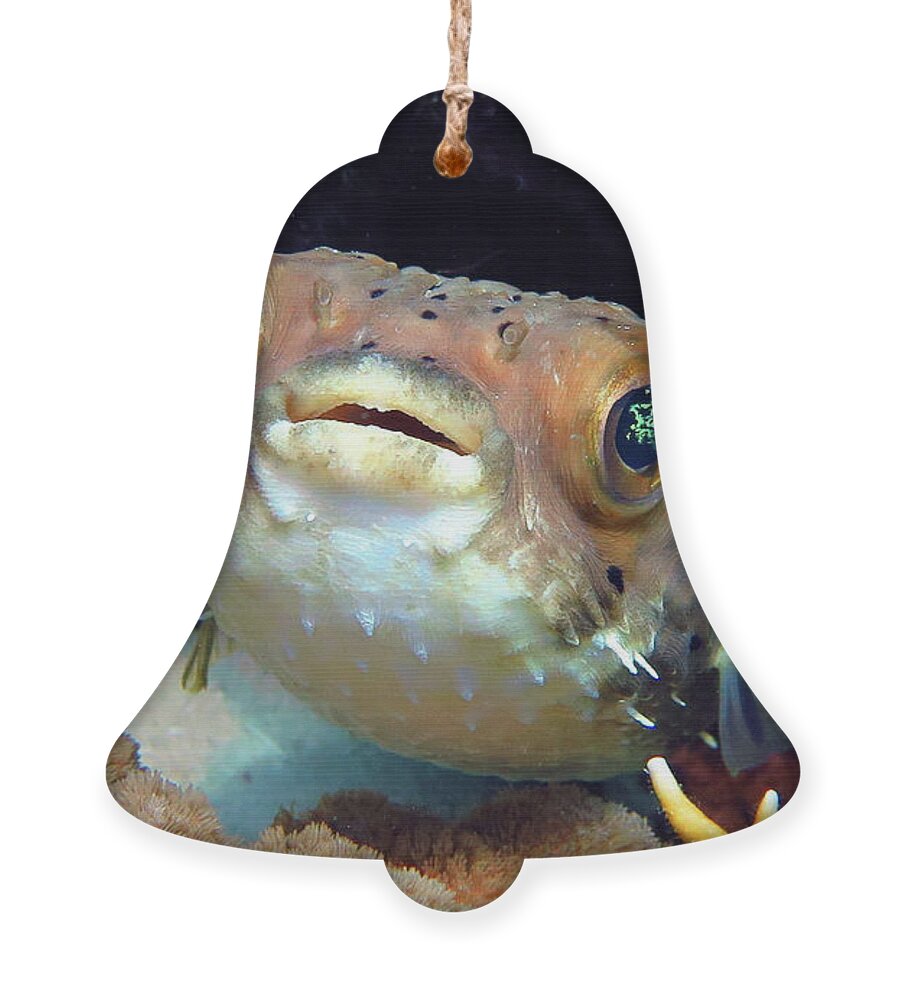 Underwater Ornament featuring the photograph Balloonfish by Daryl Duda