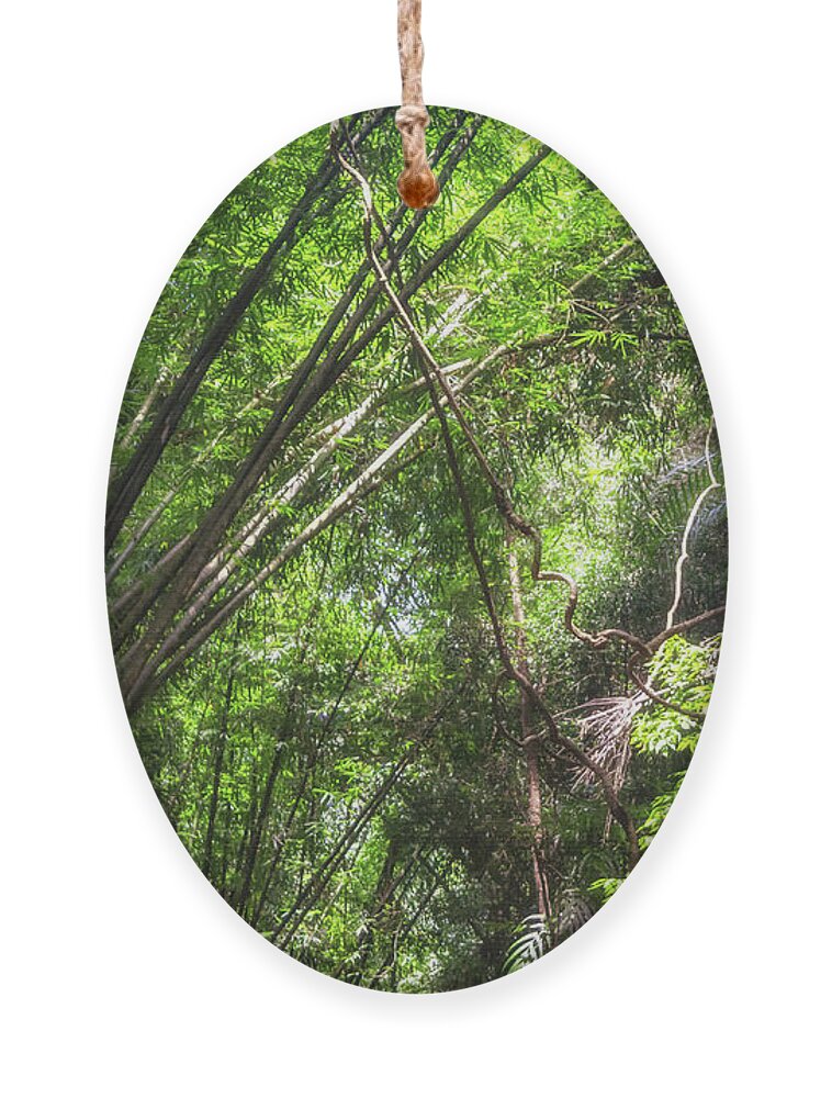 Michelle Meenawong Ornament featuring the photograph Bamboos In The Jungle by Michelle Meenawong