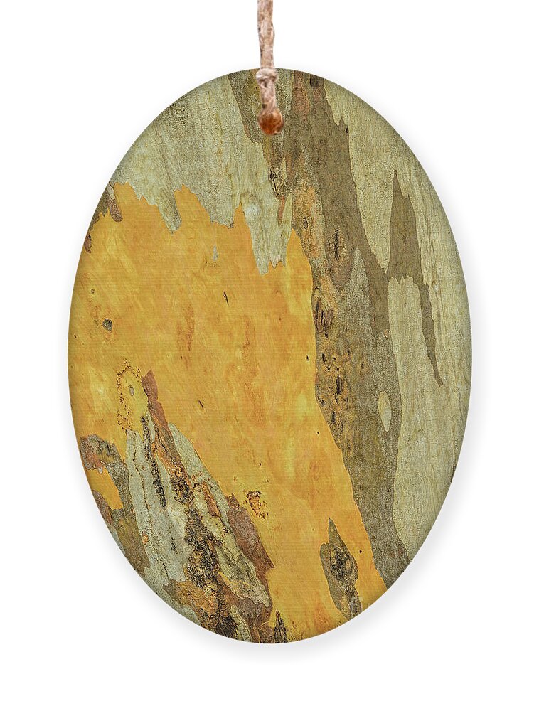 Tree Ornament featuring the photograph Bark A10 by Werner Padarin
