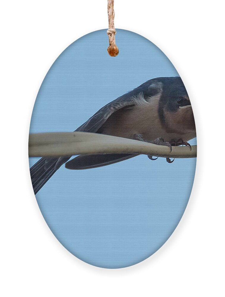 Barn Swallow Ornament featuring the photograph Barn Swallow by Holden The Moment