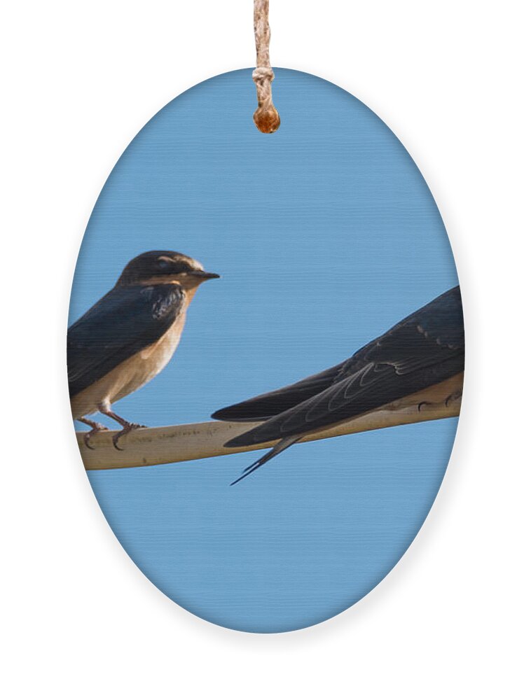 Barn Swallows Ornament featuring the photograph Barn Swallows by Holden The Moment