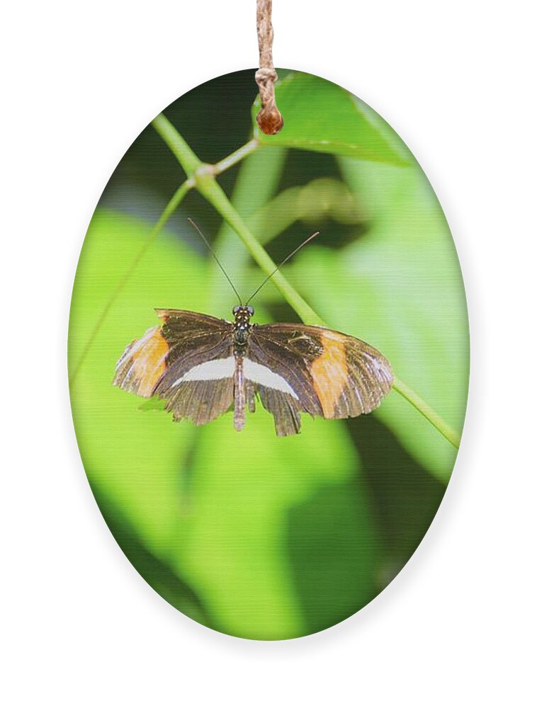 Cleveland Ohio Butterfly Ornament featuring the photograph Battle-worn Survivor by Merle Grenz