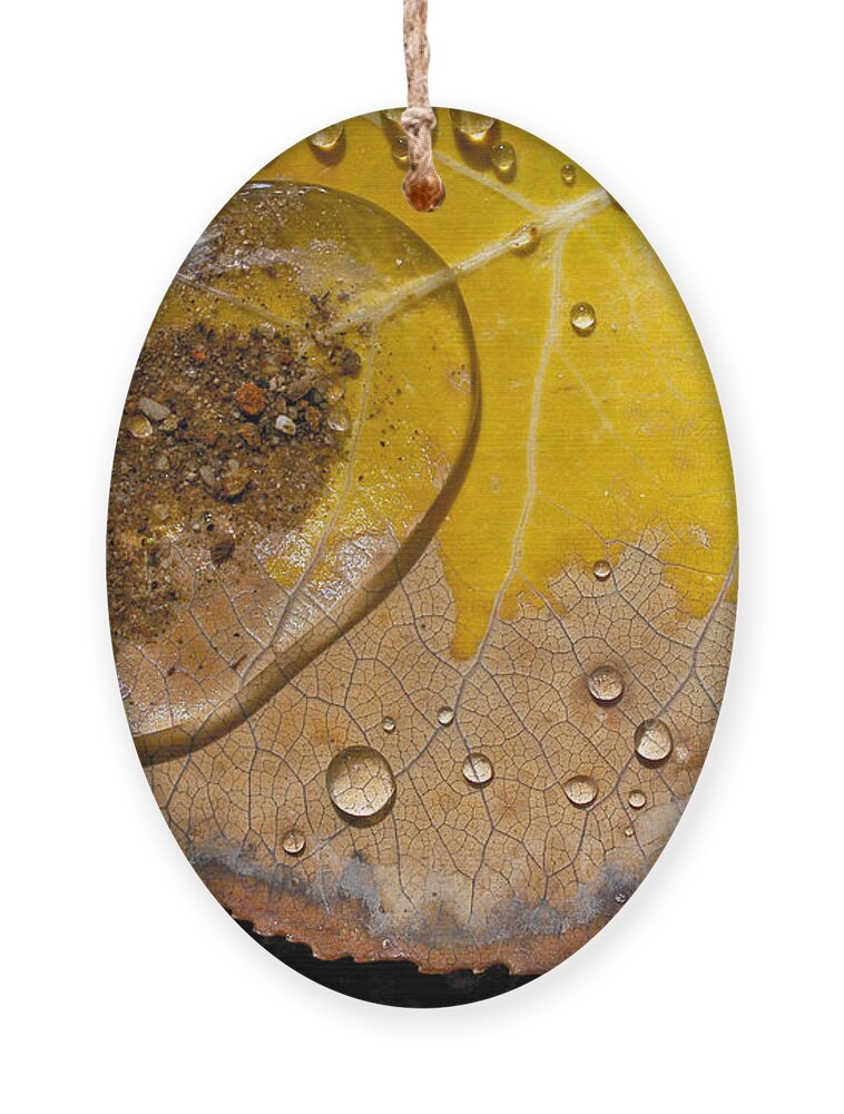 Leaf Ornament featuring the photograph Tiny Pond by Becky Titus