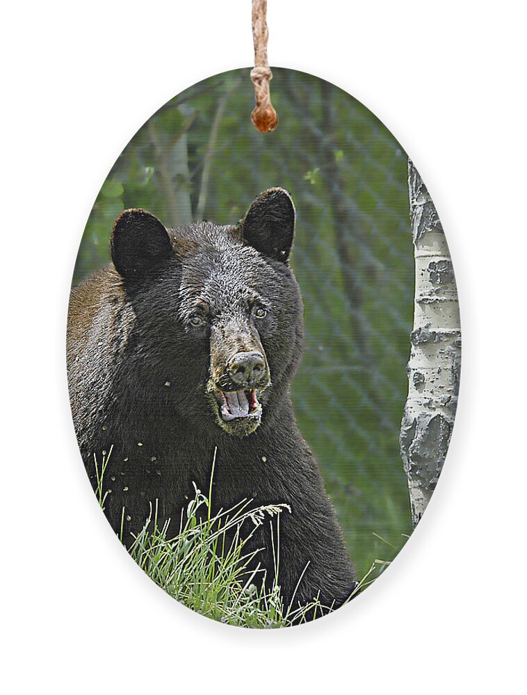 Bear Ornament featuring the photograph Bear In Yard by Gary Beeler