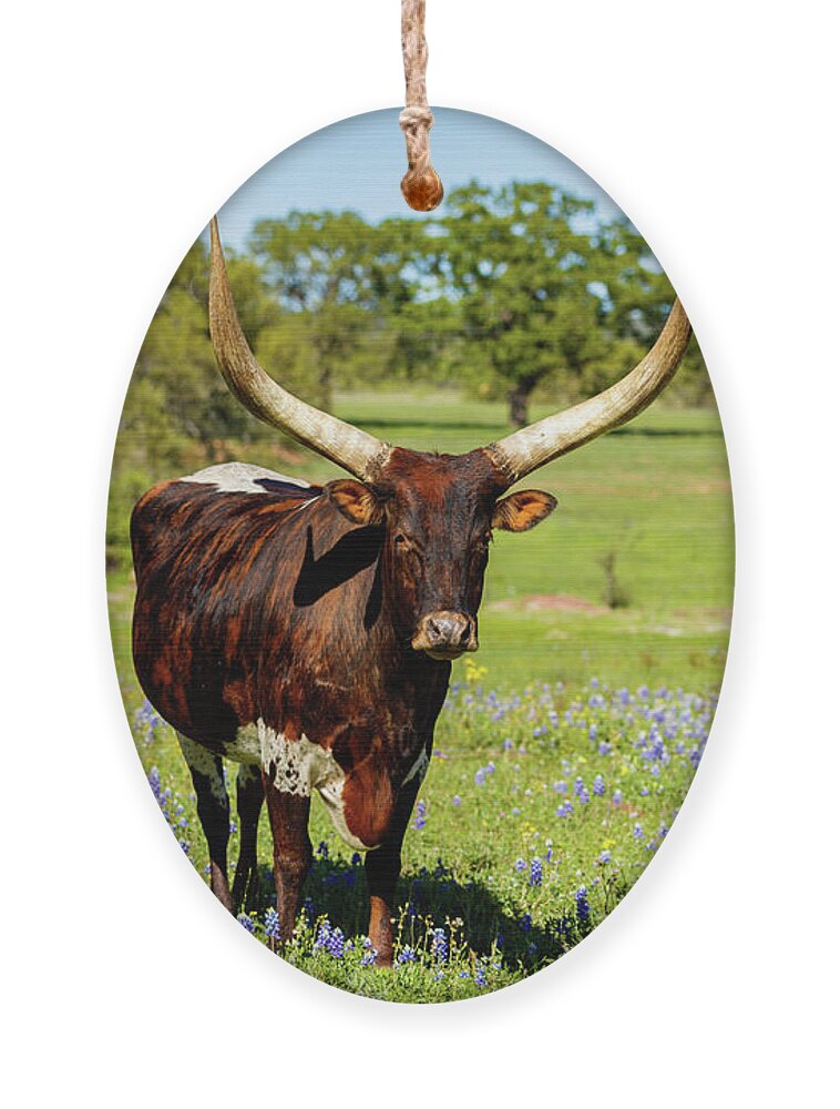 African Breed Ornament featuring the photograph Beautiful longhorn bull by Raul Rodriguez