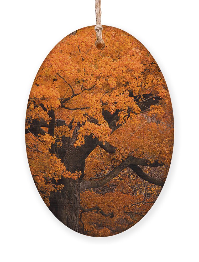 Gold Ornament featuring the photograph Beautiful orange tree on a fall day by Joni Eskridge