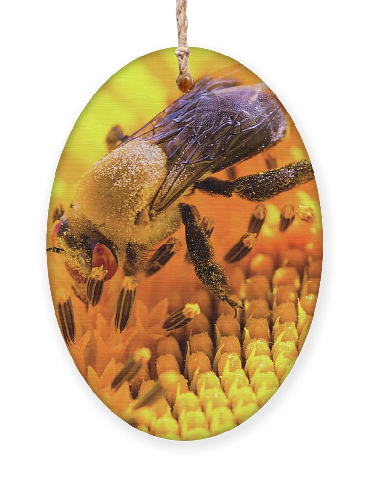 Antennae Ornament featuring the photograph Bee and Sunflower by SR Green