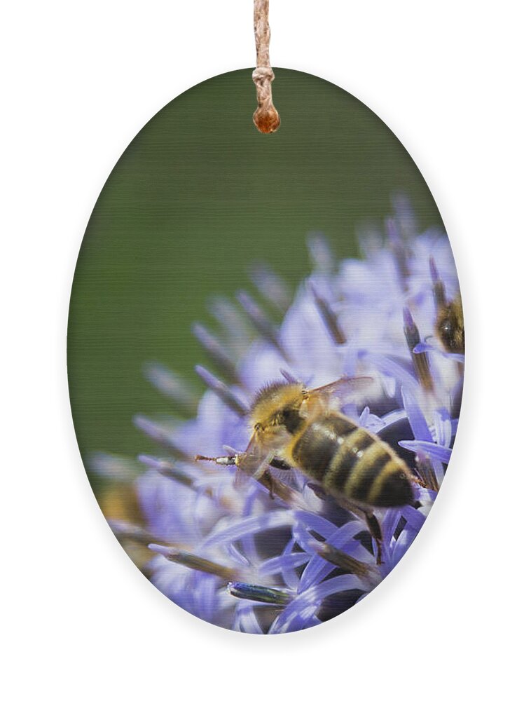 Flower Ornament featuring the photograph Bee party by Lora Lee Chapman