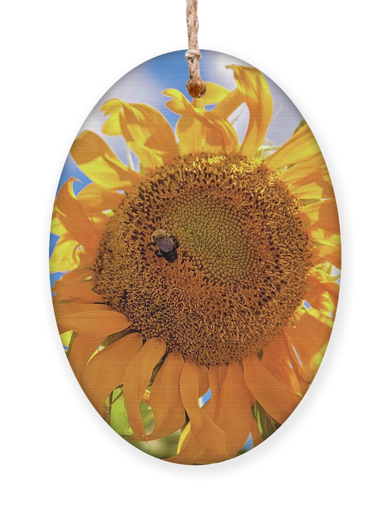 Sunflower Ornament featuring the photograph Bee shaded by Sunflower by Toni Hopper