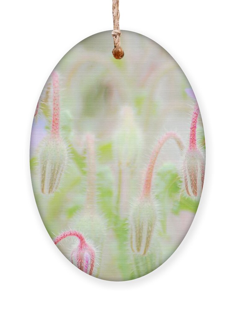 Flowers Ornament featuring the photograph Before all the Blooms by Merle Grenz