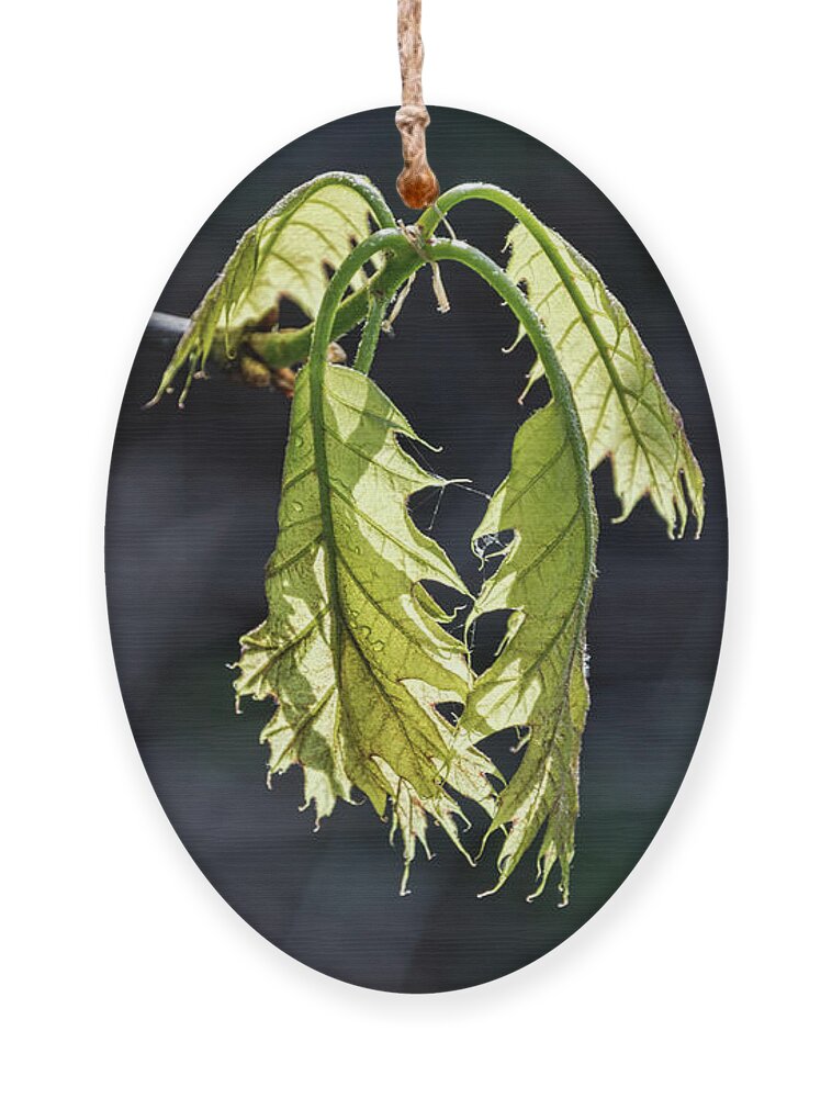 Oak Leaves Ornament featuring the photograph Bent on Growing - by Julie Weber