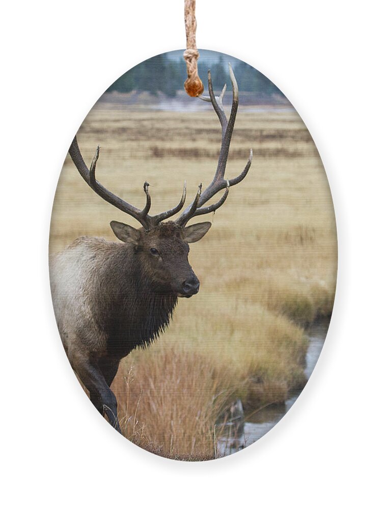 Elk Ornament featuring the photograph Big Bull Elk by Wesley Aston