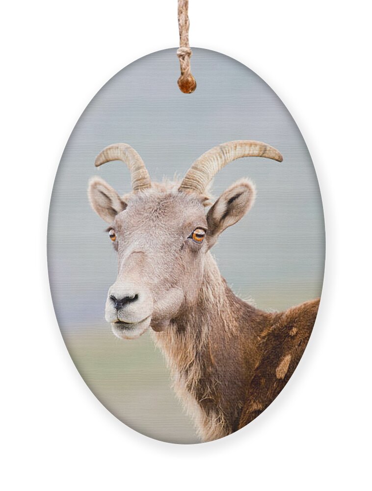 Bighorn Sheep Ornament featuring the photograph Bighorn Sheep on Mount Evans Colorado by Steven Krull