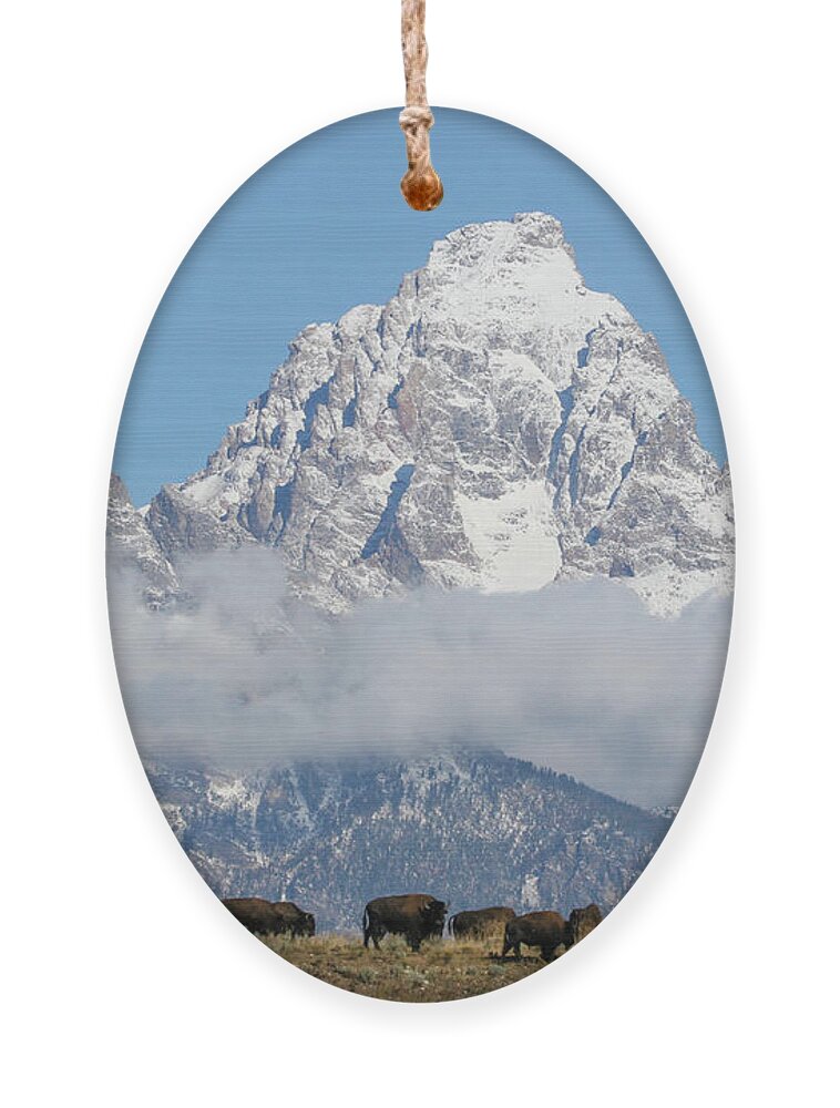Bison Ornament featuring the photograph Bison in the Tetons by Wesley Aston