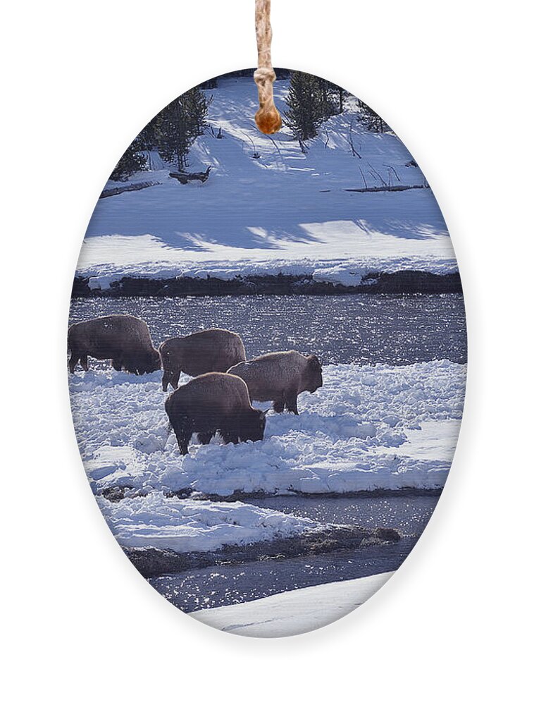 Bison Ornament featuring the photograph Bison on River Strand Landscape by Kae Cheatham