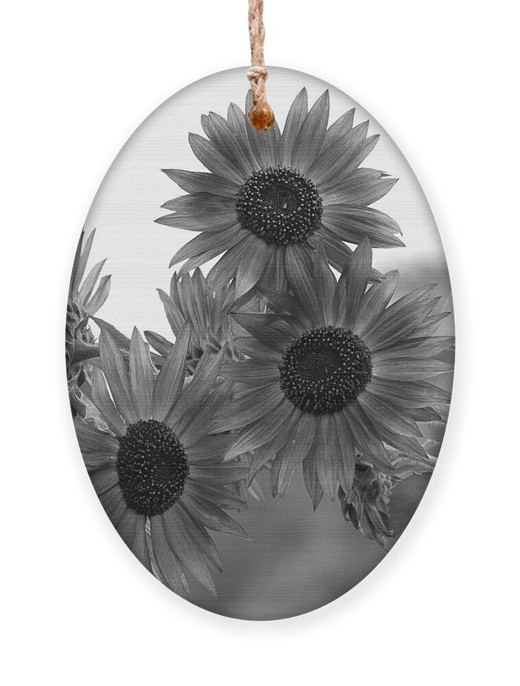 Flower Ornament featuring the photograph Black and White Sunflowers by Amy Fose