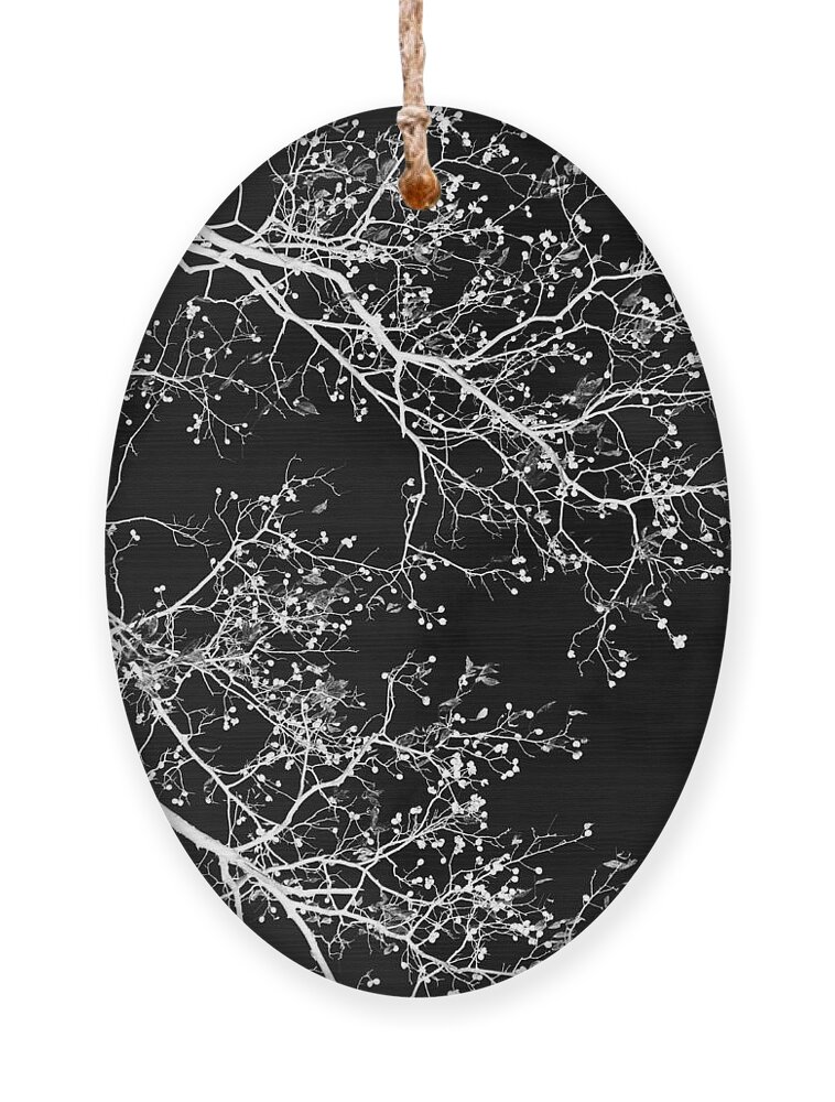 Black And White Ornament featuring the photograph Black and White Tree Art II by Christina Rollo