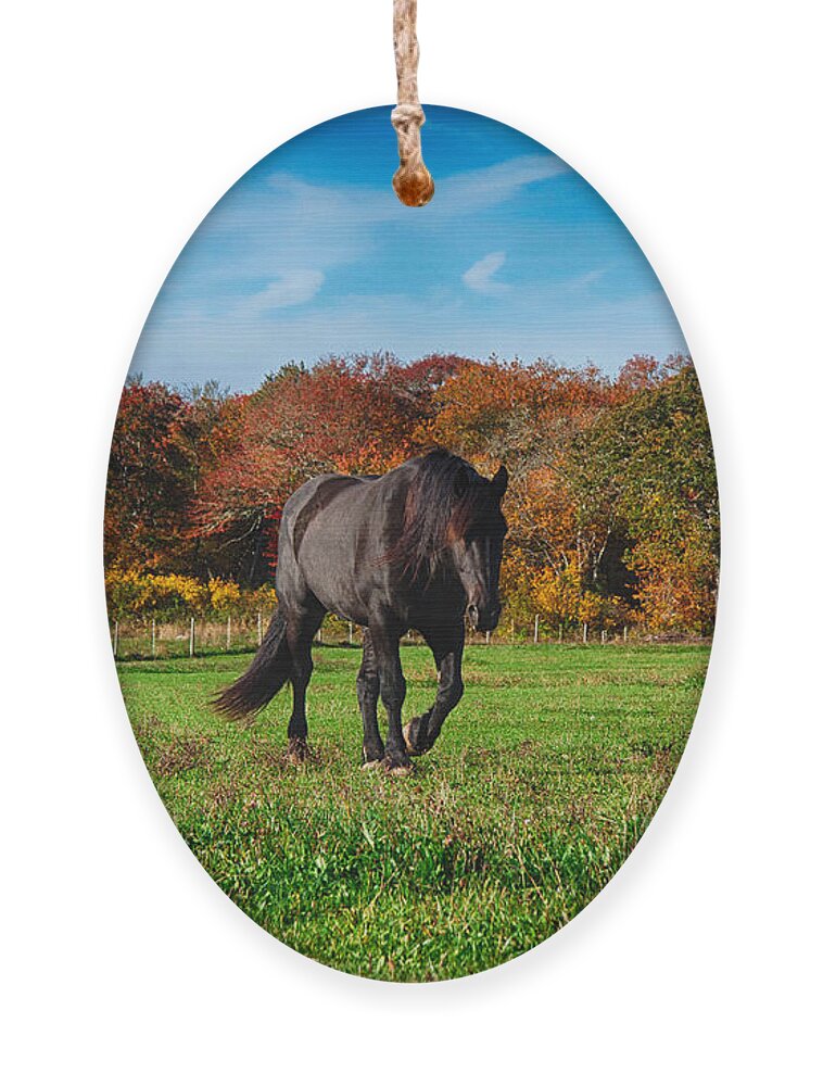 #jefffolger Ornament featuring the photograph Black stalion in the fall colors by Jeff Folger