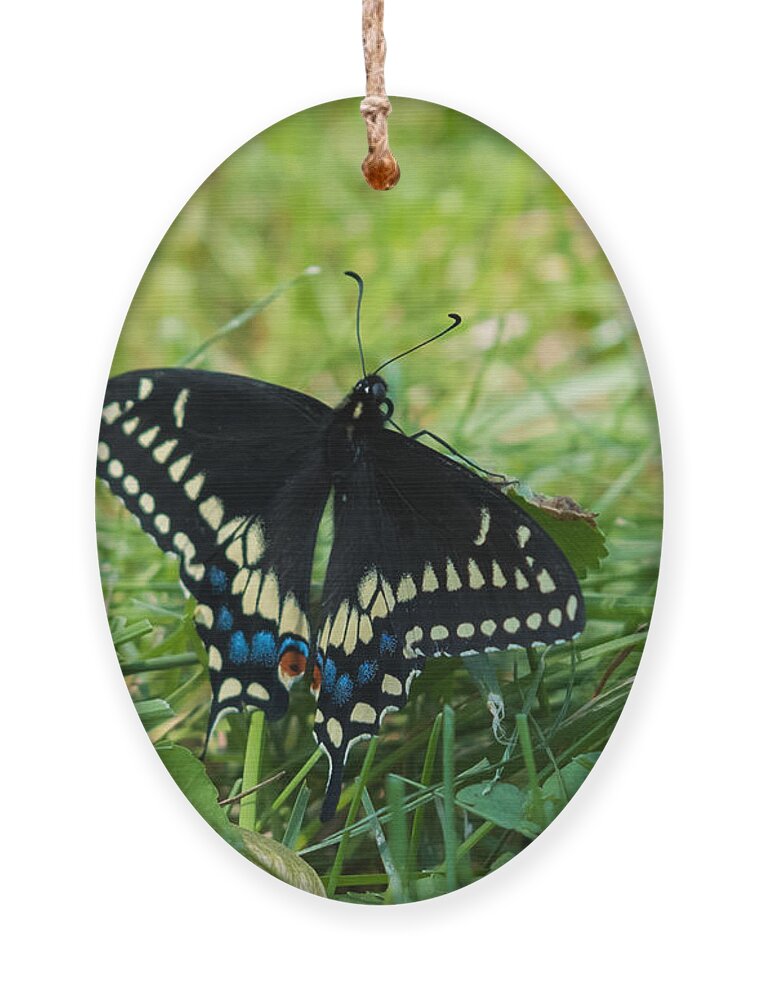 Black Swallowtail Butterfly Ornament featuring the photograph Black Swallowtail Butterfly by Holden The Moment