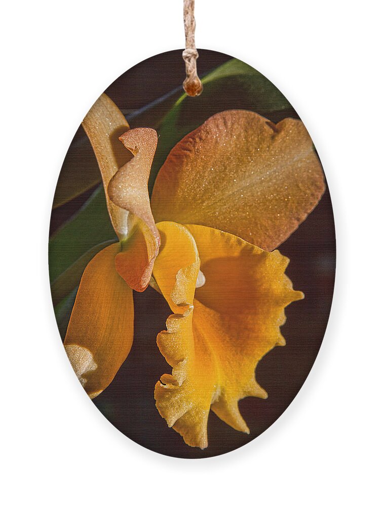 Flower Ornament featuring the photograph Blc. Bouton by Alana Thrower