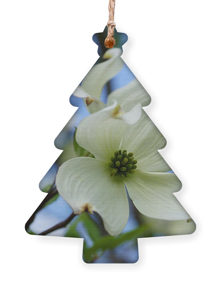 Spring Ornament featuring the photograph Blooming Dogwood by Jennifer White