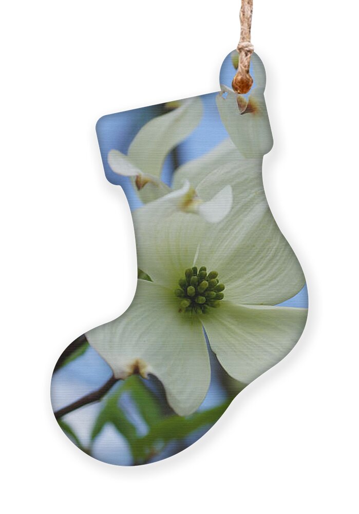 Spring Ornament featuring the photograph Blooming Dogwood by Jennifer White