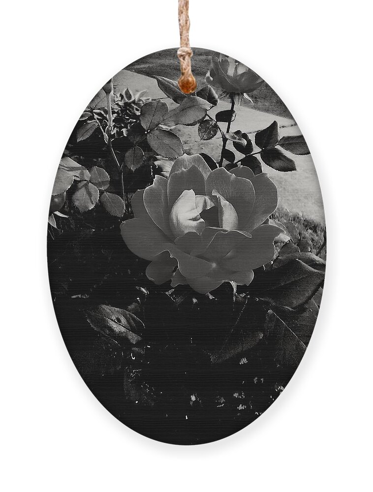 Flower Ornament featuring the photograph Blooming Flower in Black and White by Frank J Casella