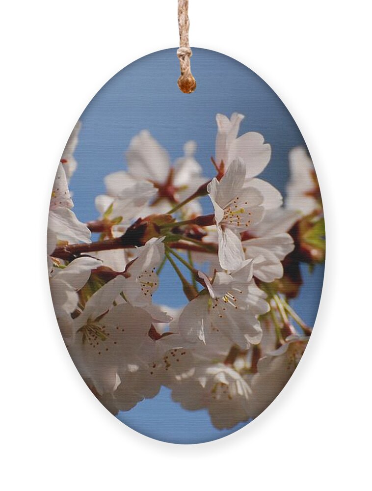 Cherry Blossom Trees Ornament featuring the photograph Blooming In Light by Angie Tirado