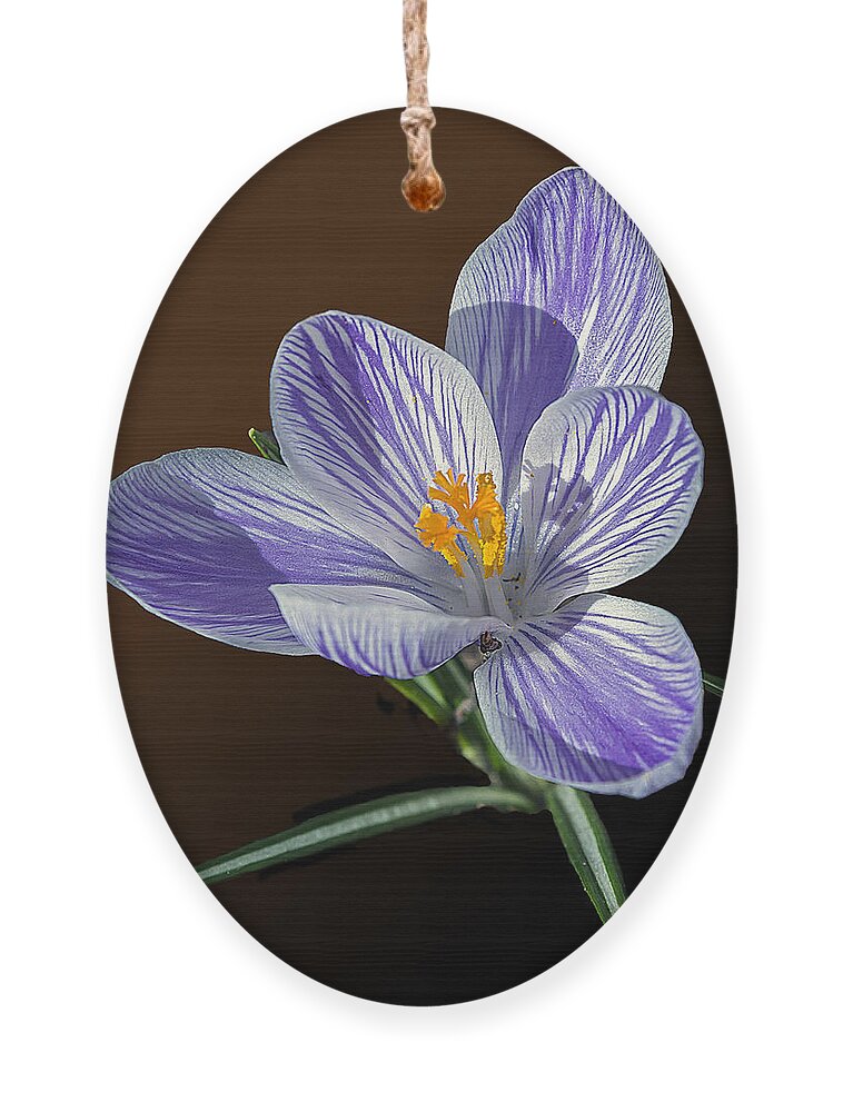 2d Ornament featuring the photograph Blue And White Crocus by Brian Wallace