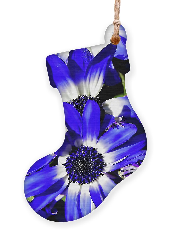 Daisy Ornament featuring the photograph Blue Beauties by D Hackett