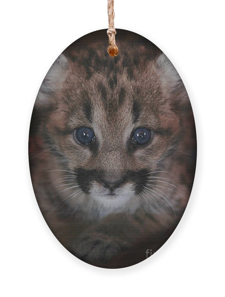 Cat Ornament featuring the photograph Blue Eyed Baby by Becqi Sherman