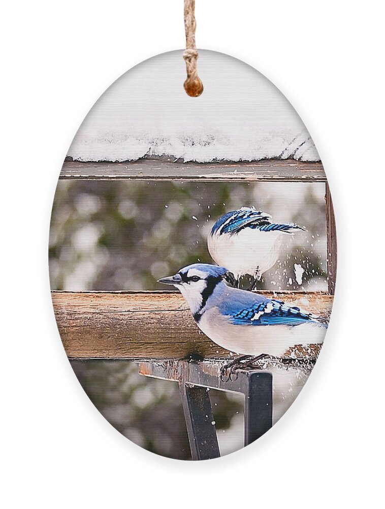 Blue Jays Ornament featuring the photograph Blue Jays in Winter by Gwen Gibson