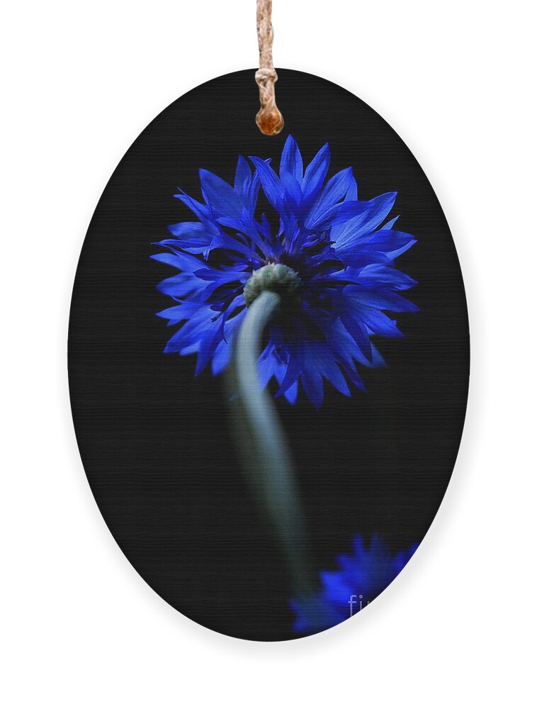Flower Ornament featuring the photograph Boldly Moving Forward by Dani McEvoy