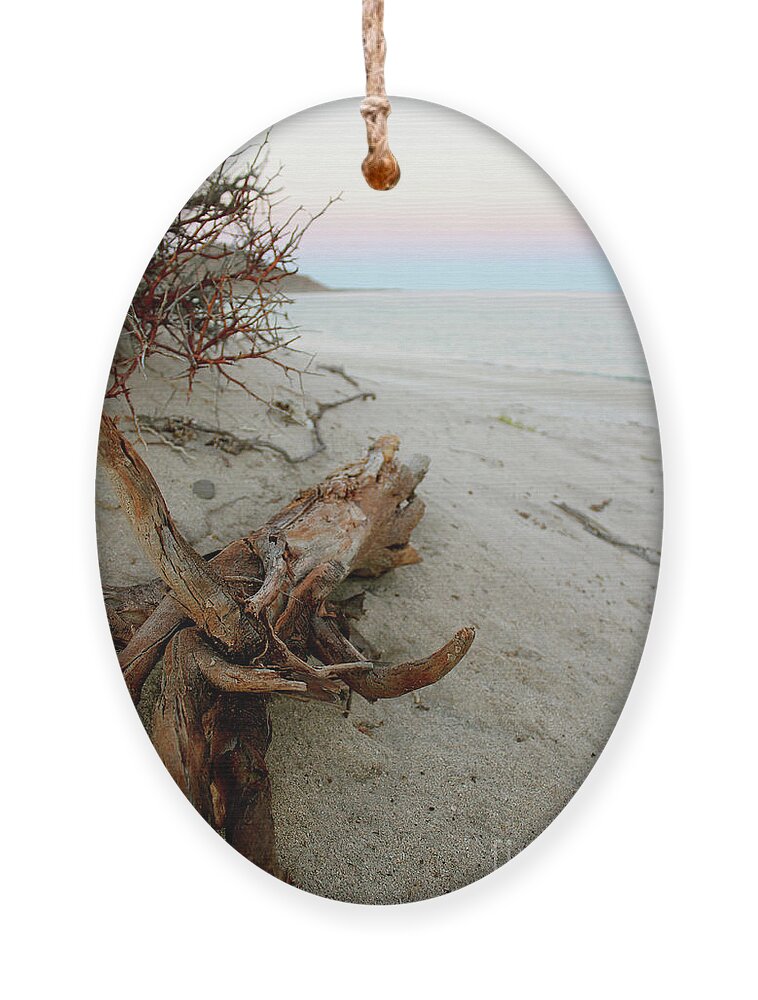 Driftwood Ornament featuring the photograph Bonanza Beach Driftwood by Becqi Sherman