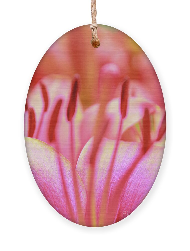 Flower Ornament featuring the photograph Born to Blush by Becqi Sherman
