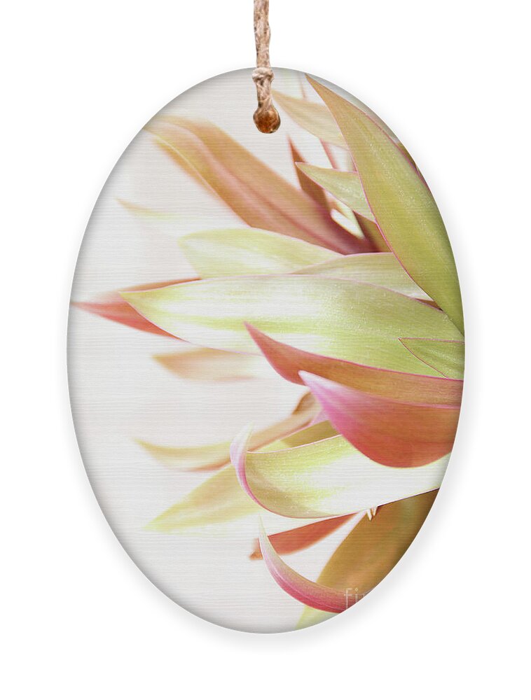 Plant Ornament featuring the photograph Botanical Dance by Becqi Sherman