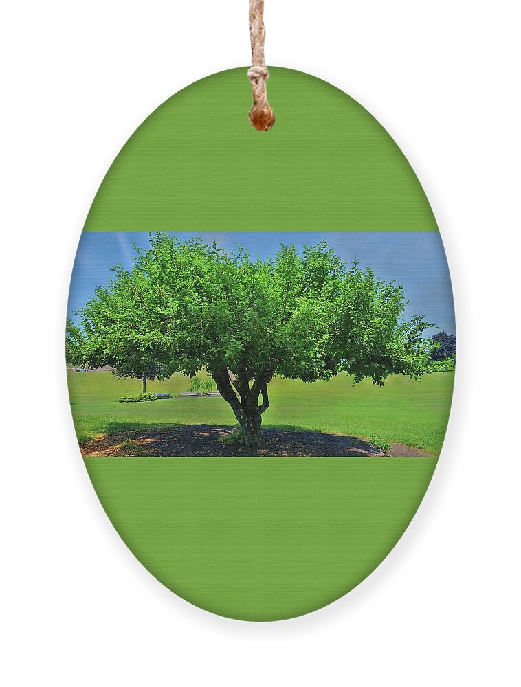 Tree Ornament featuring the photograph Branching Out by Dani McEvoy