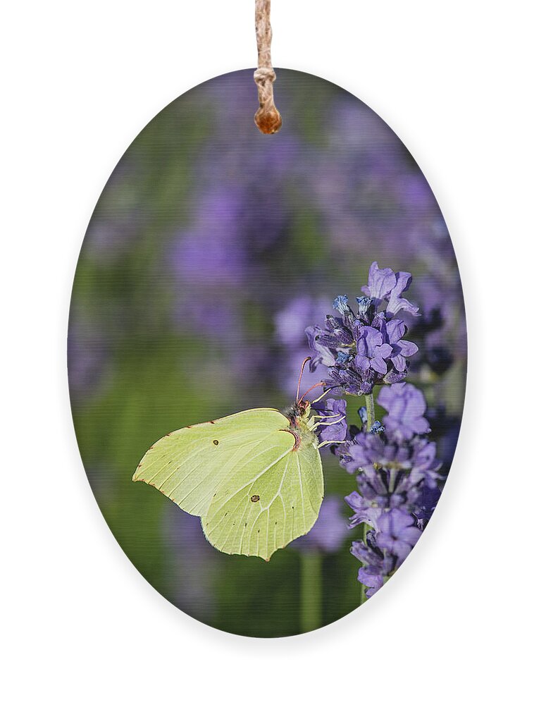 Brimstone Ornament featuring the photograph Brimstone butterfly and the lavender by Torbjorn Swenelius