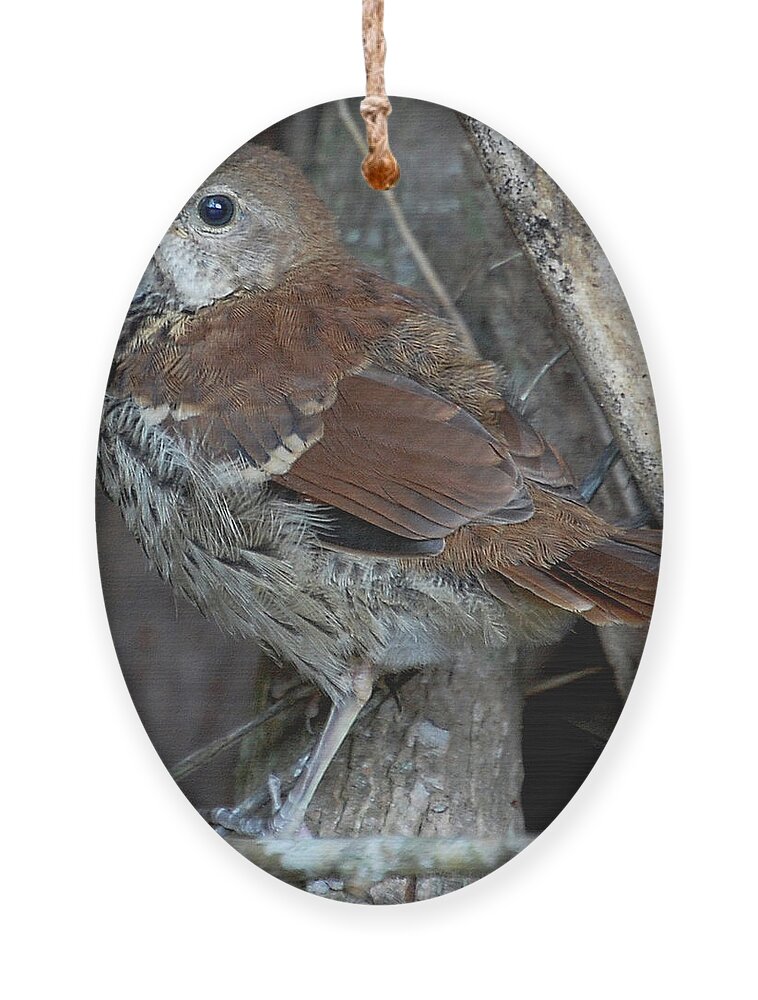 Brown Thrasher Ornament featuring the digital art Brown Thrasher Fledgling by DigiArt Diaries by Vicky B Fuller